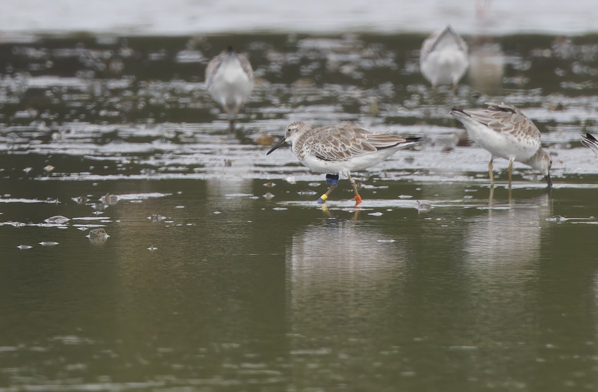 Benekli Kumkuşu - ML646780189