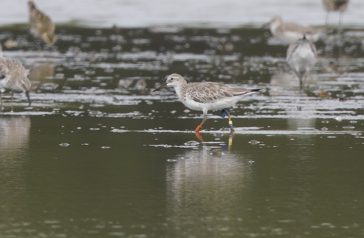 Benekli Kumkuşu - ML646780190