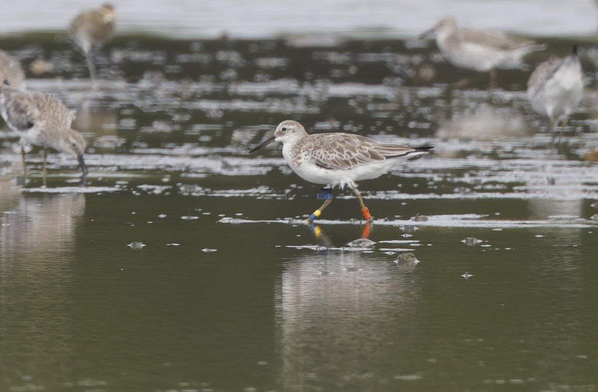 Benekli Kumkuşu - ML646780191