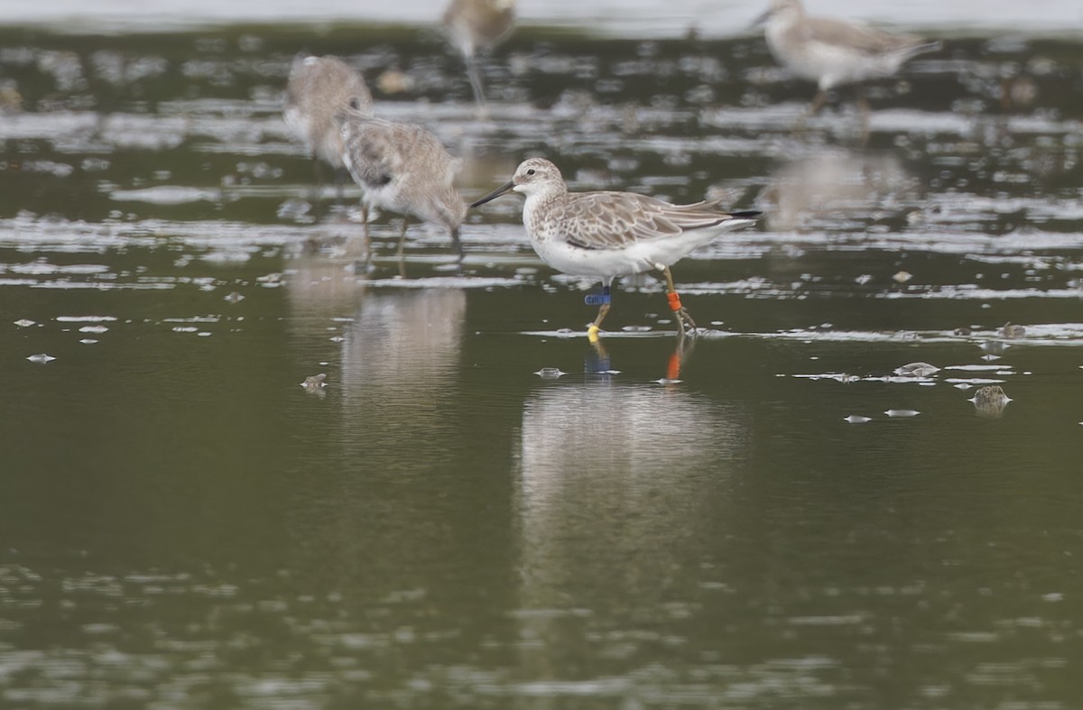 Benekli Kumkuşu - ML646780192