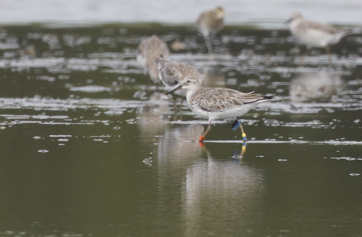 Benekli Kumkuşu - ML646780193