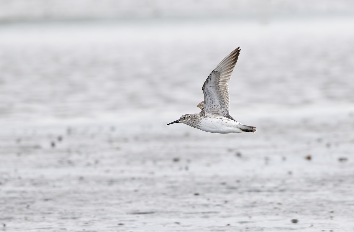 Benekli Kumkuşu - ML646780194