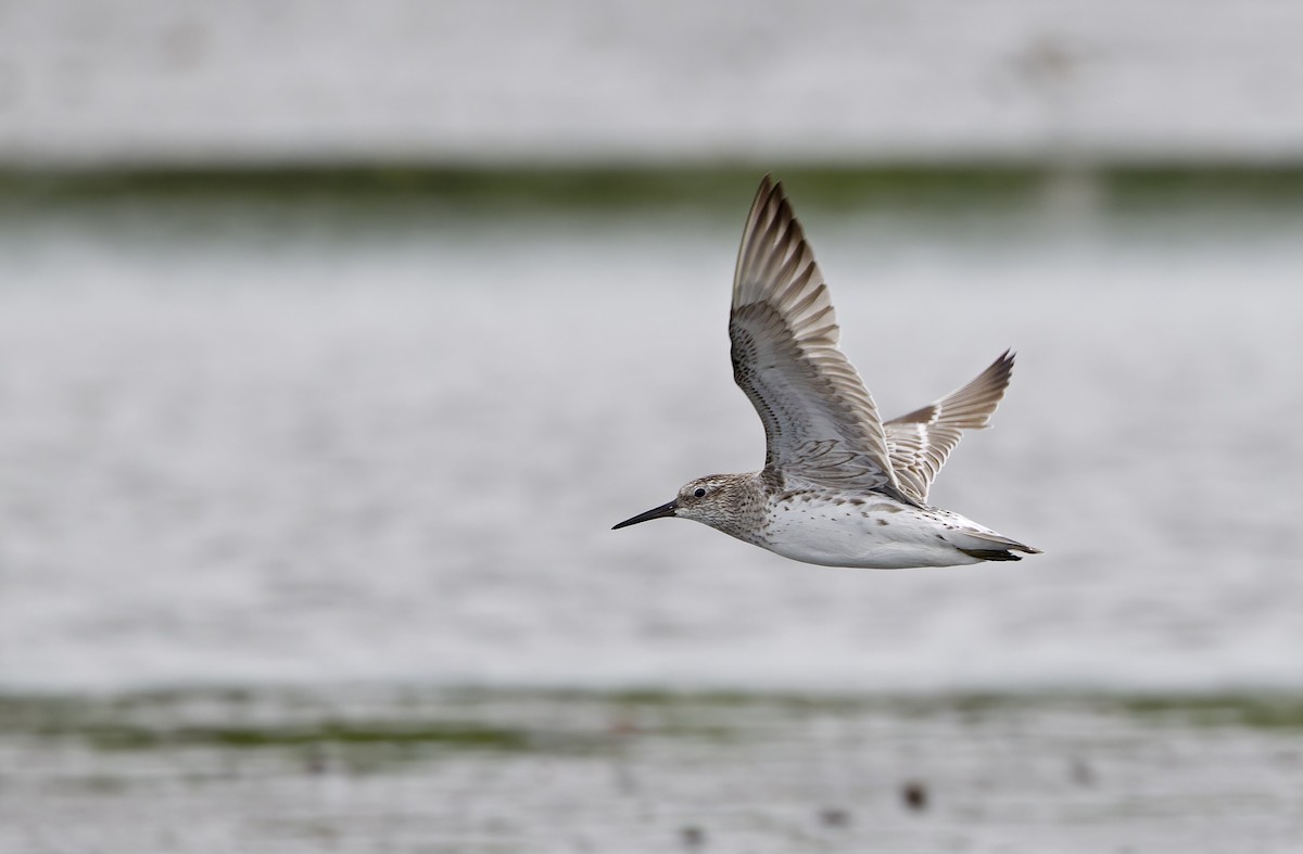 Benekli Kumkuşu - ML646780195