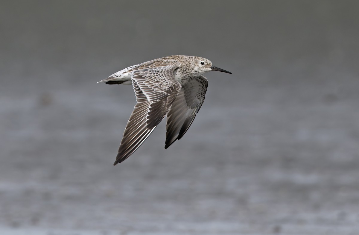 Benekli Kumkuşu - ML646780196