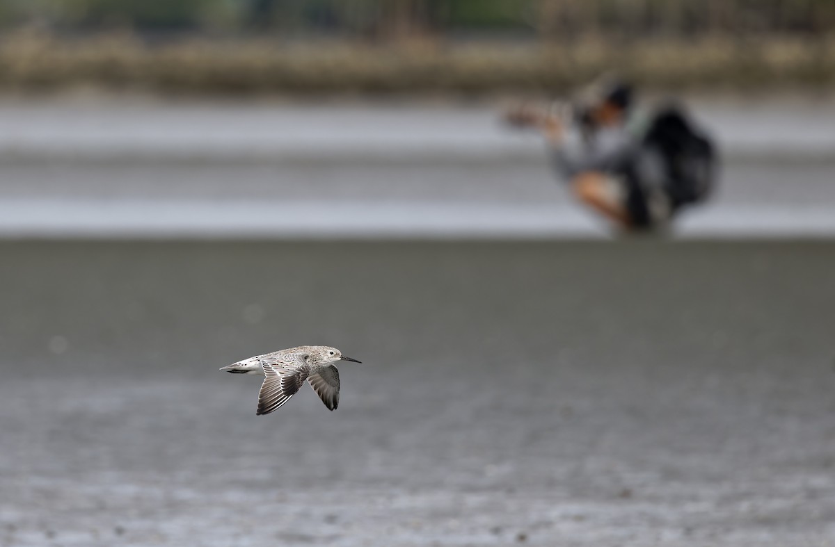 Benekli Kumkuşu - ML646780197