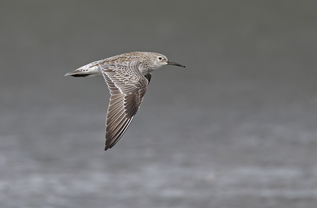 Benekli Kumkuşu - ML646780198