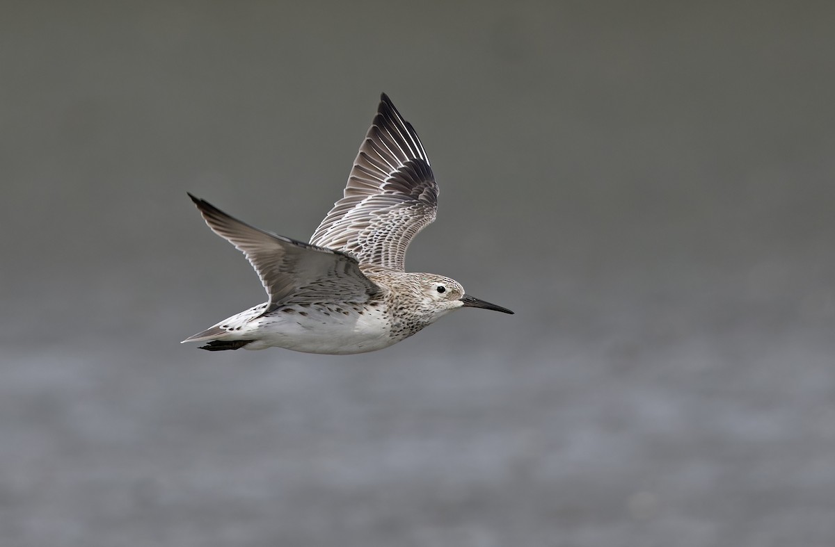 Benekli Kumkuşu - ML646780199