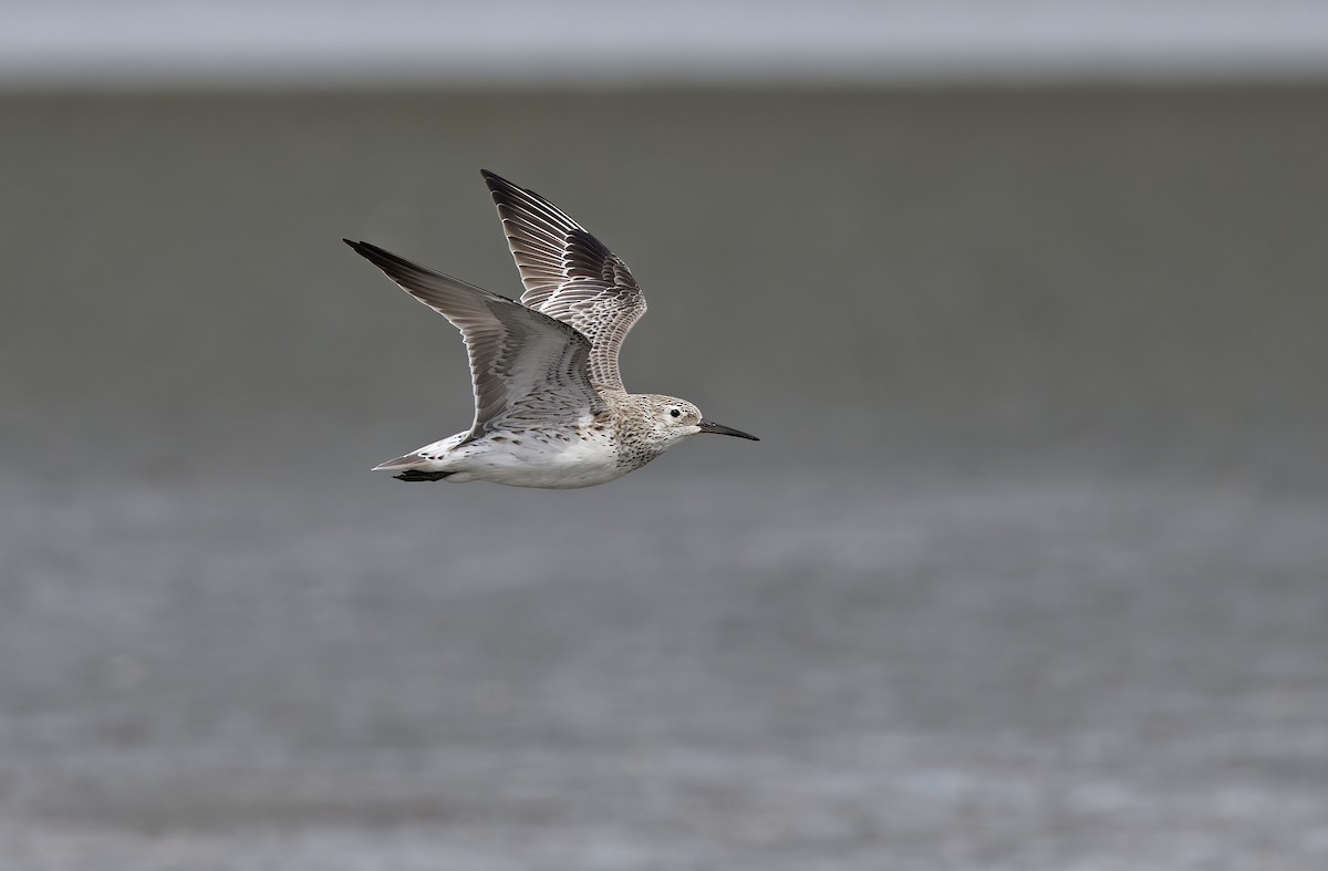 Benekli Kumkuşu - ML646780200