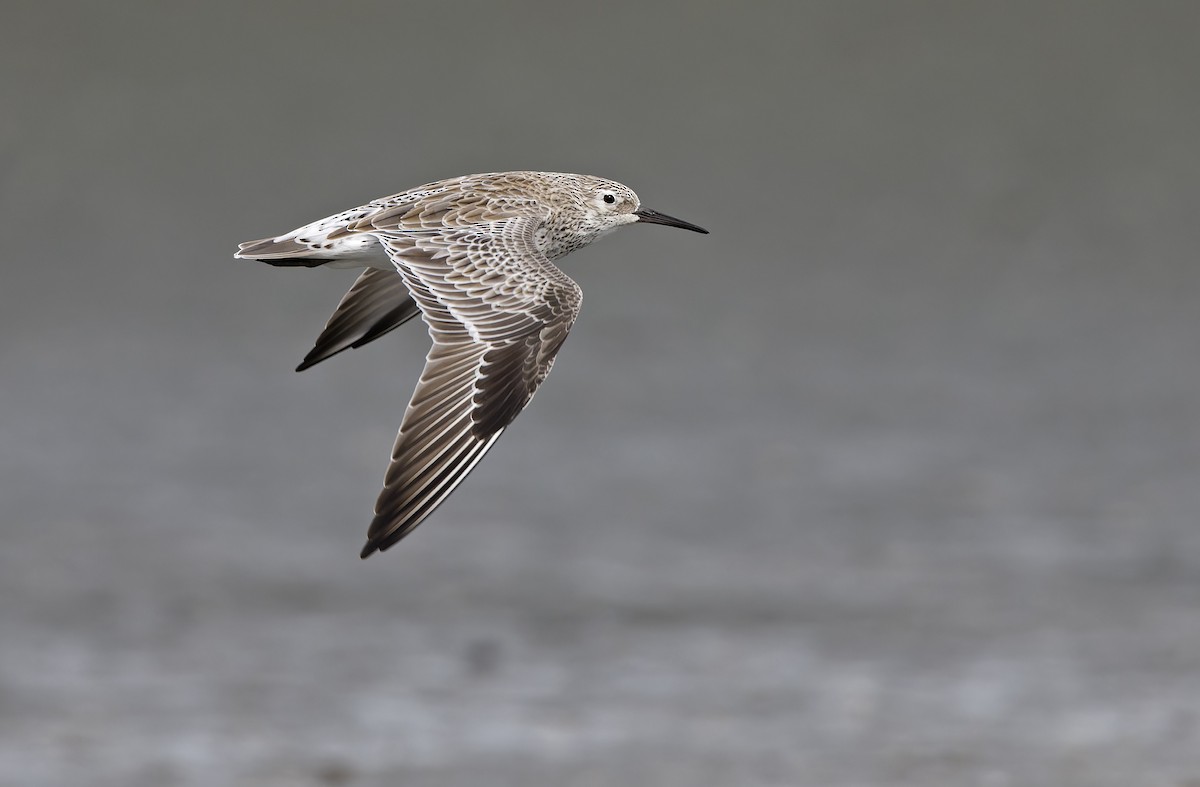 Benekli Kumkuşu - ML646780201