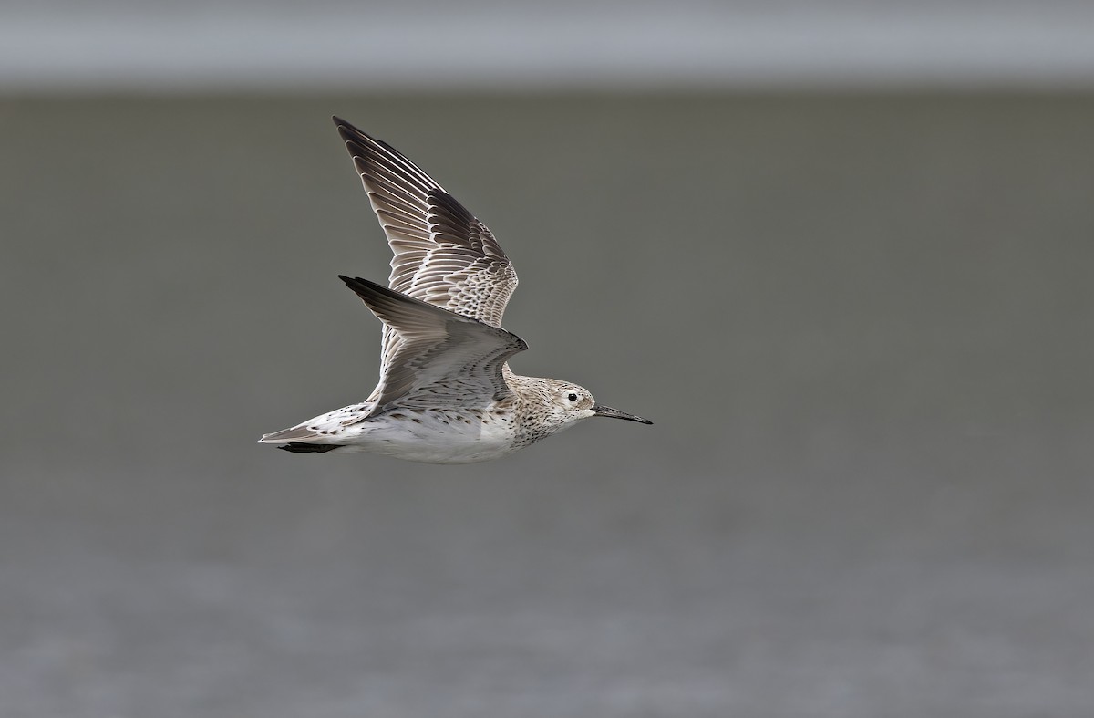 Benekli Kumkuşu - ML646780202