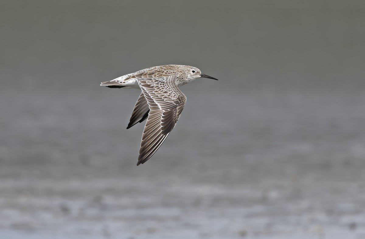 Benekli Kumkuşu - ML646780203