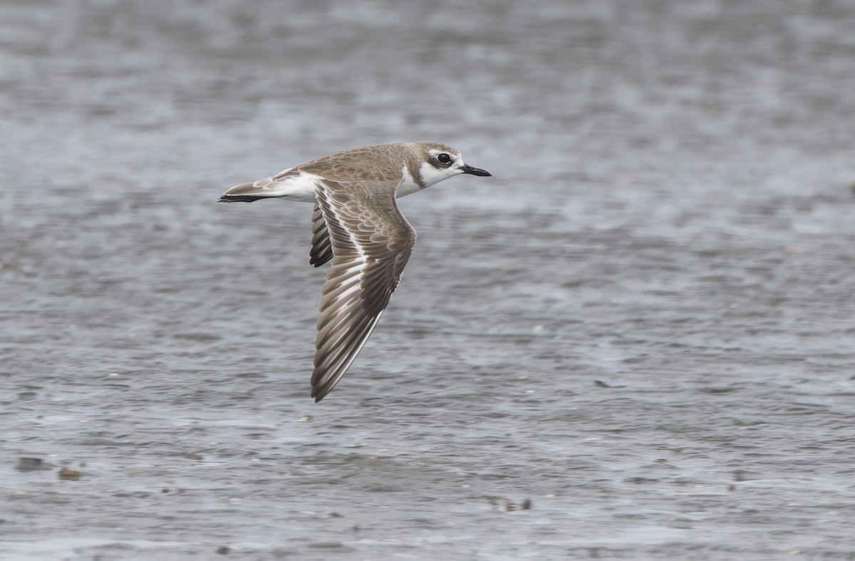 Wüstenregenpfeifer - ML646780217