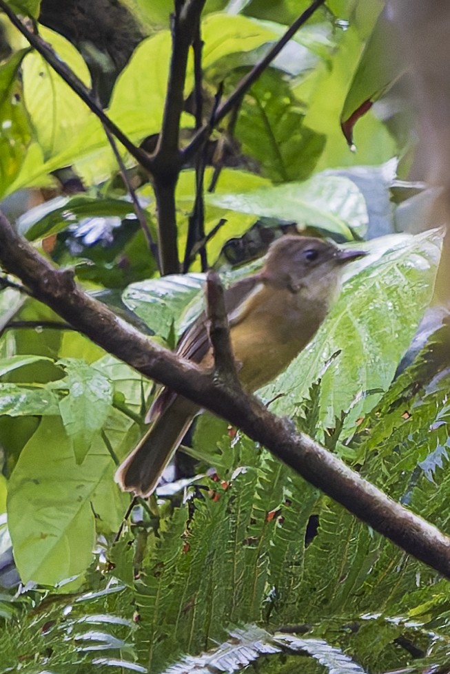 Moluccan Whistler - ML646780224