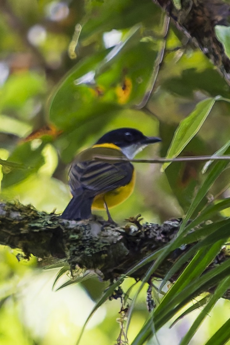 Moluccan Whistler - ML646780225