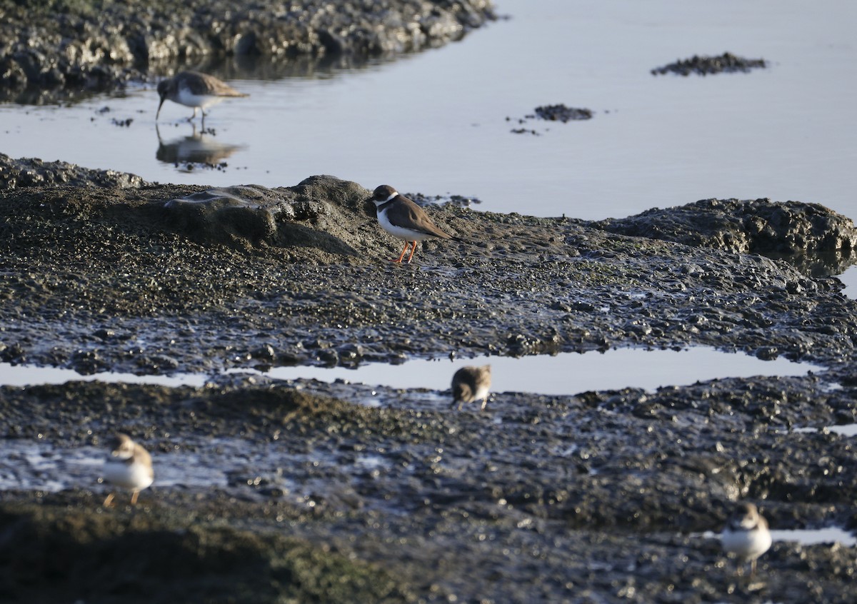 חופמי צווארון - ML646780227