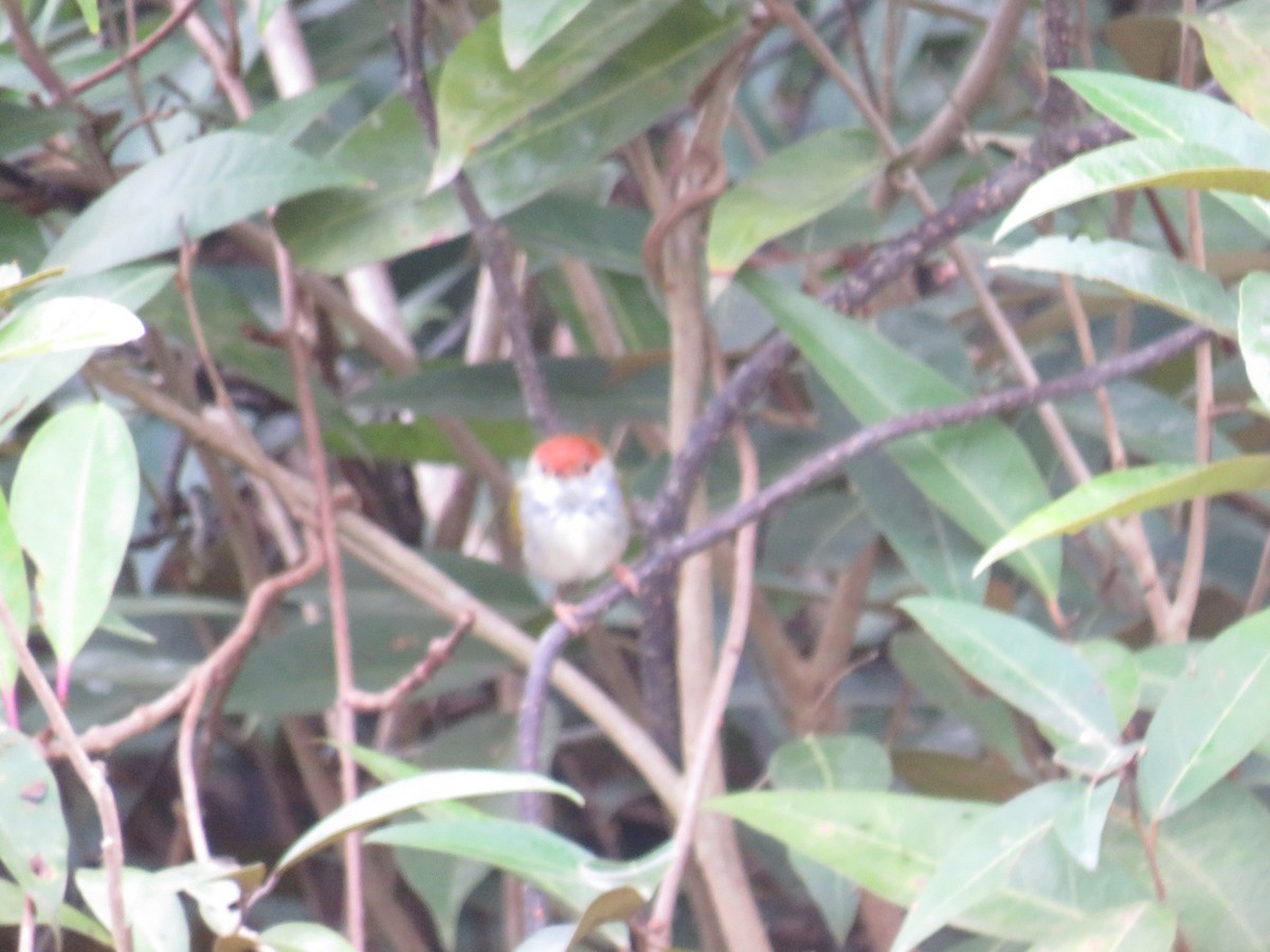 Common Tailorbird - ML646780237