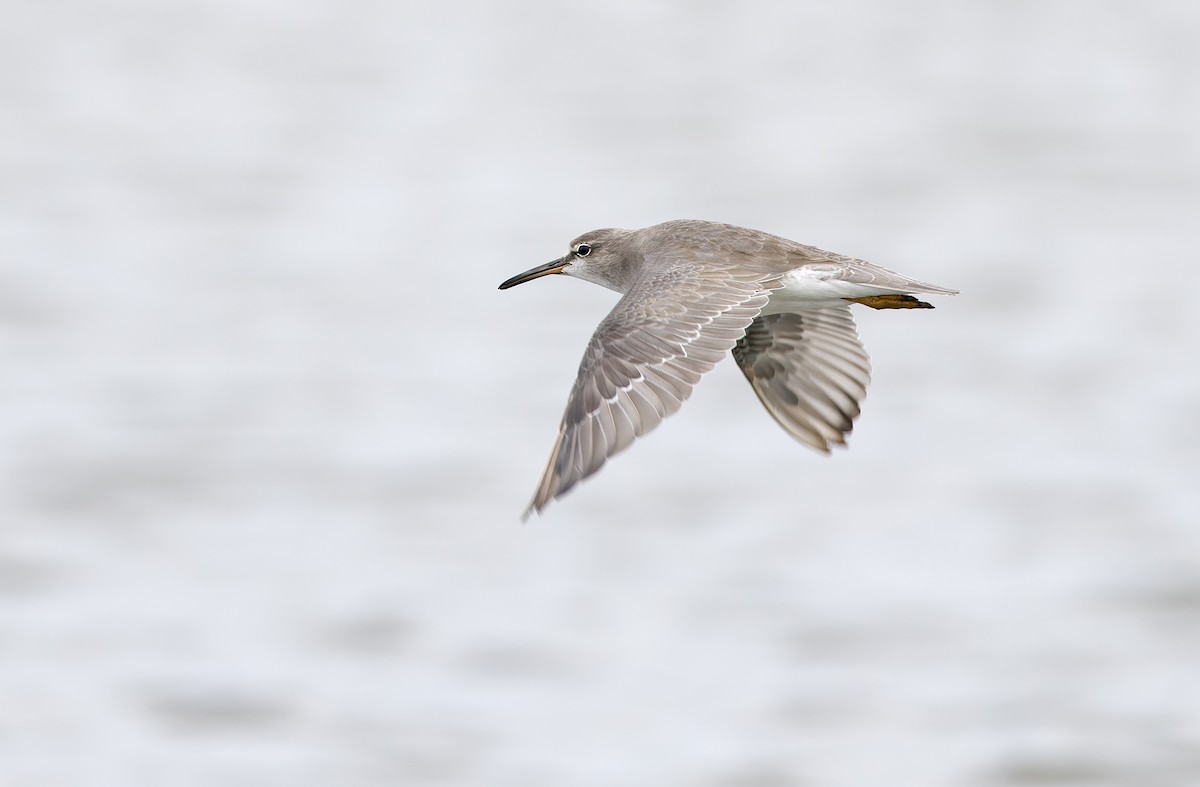 Gray-tailed Tattler - ML646780239