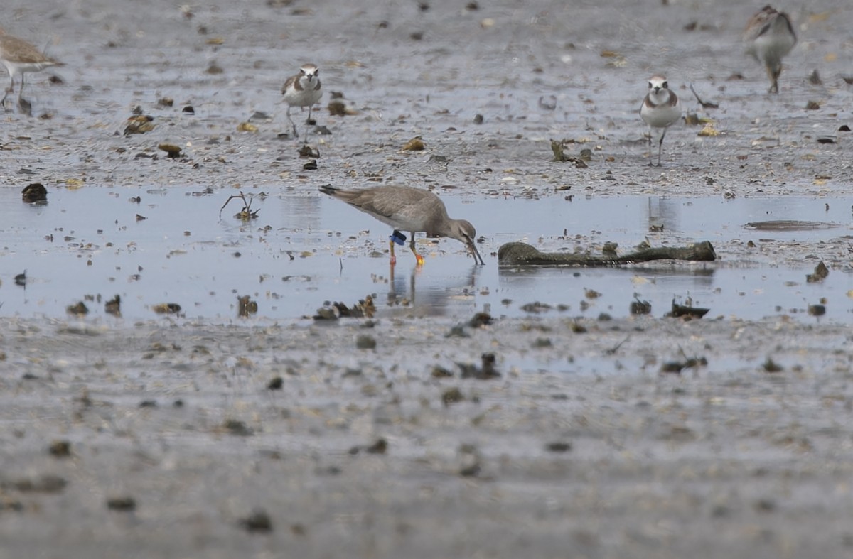 Gray-tailed Tattler - ML646780240