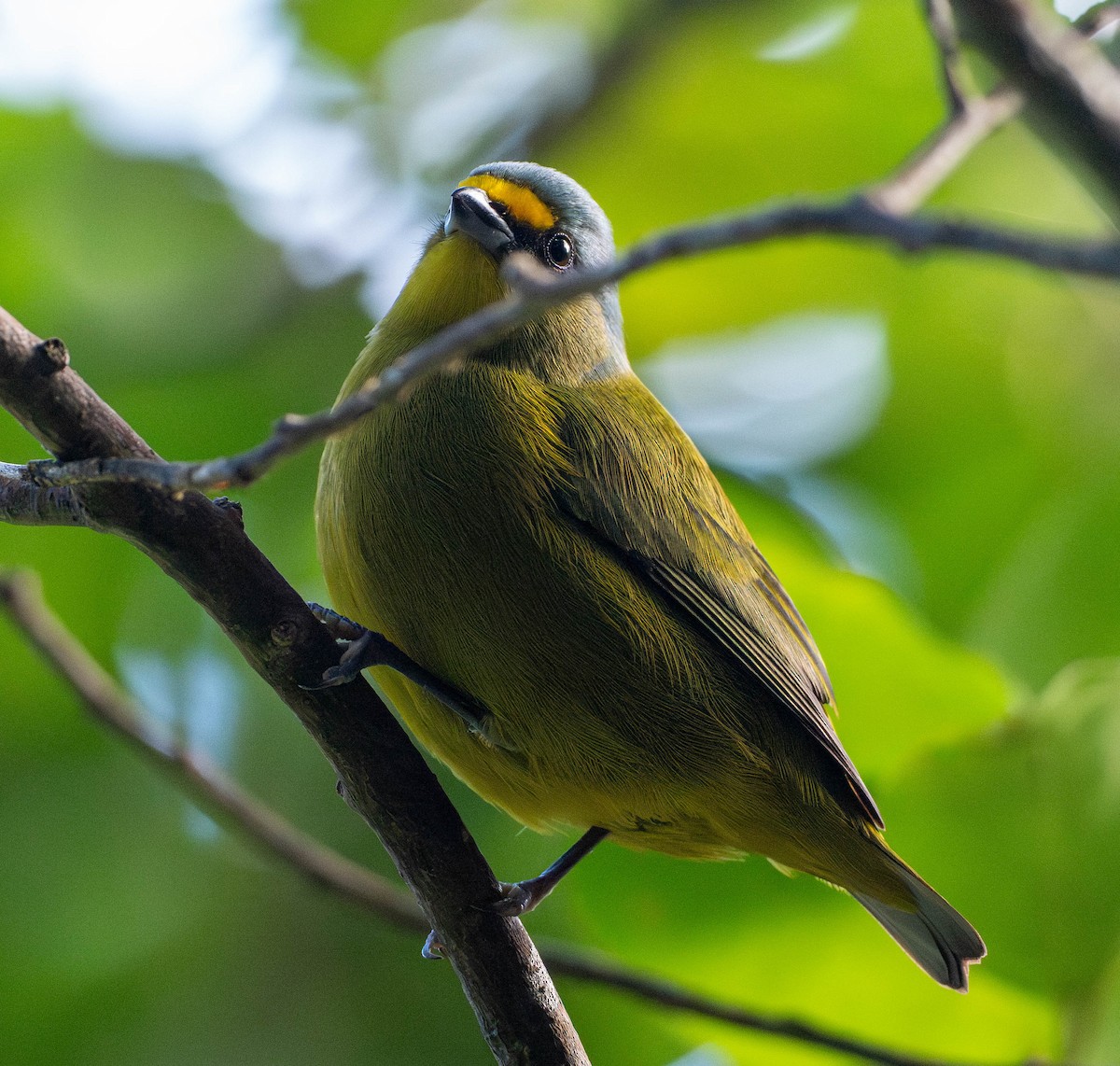 Lesser Antillean Euphonia - ML646780242