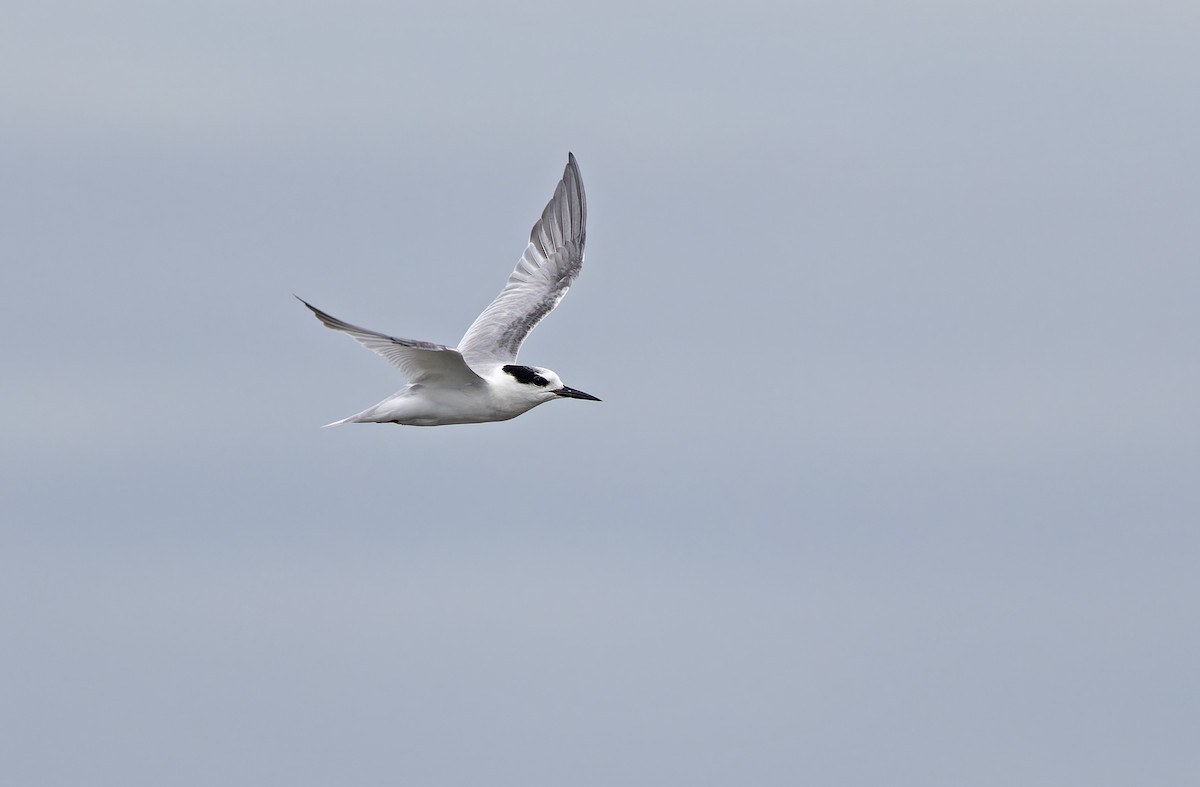 Zwergseeschwalbe - ML646780244