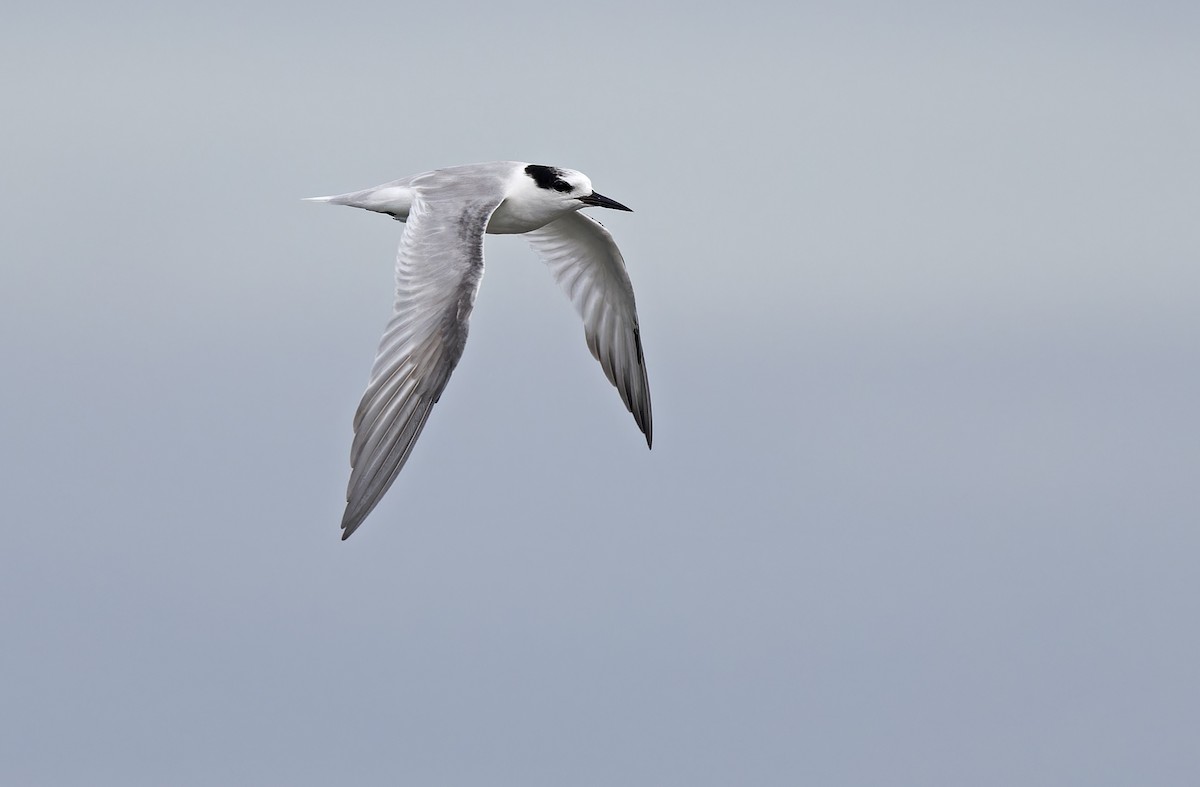 Zwergseeschwalbe - ML646780245