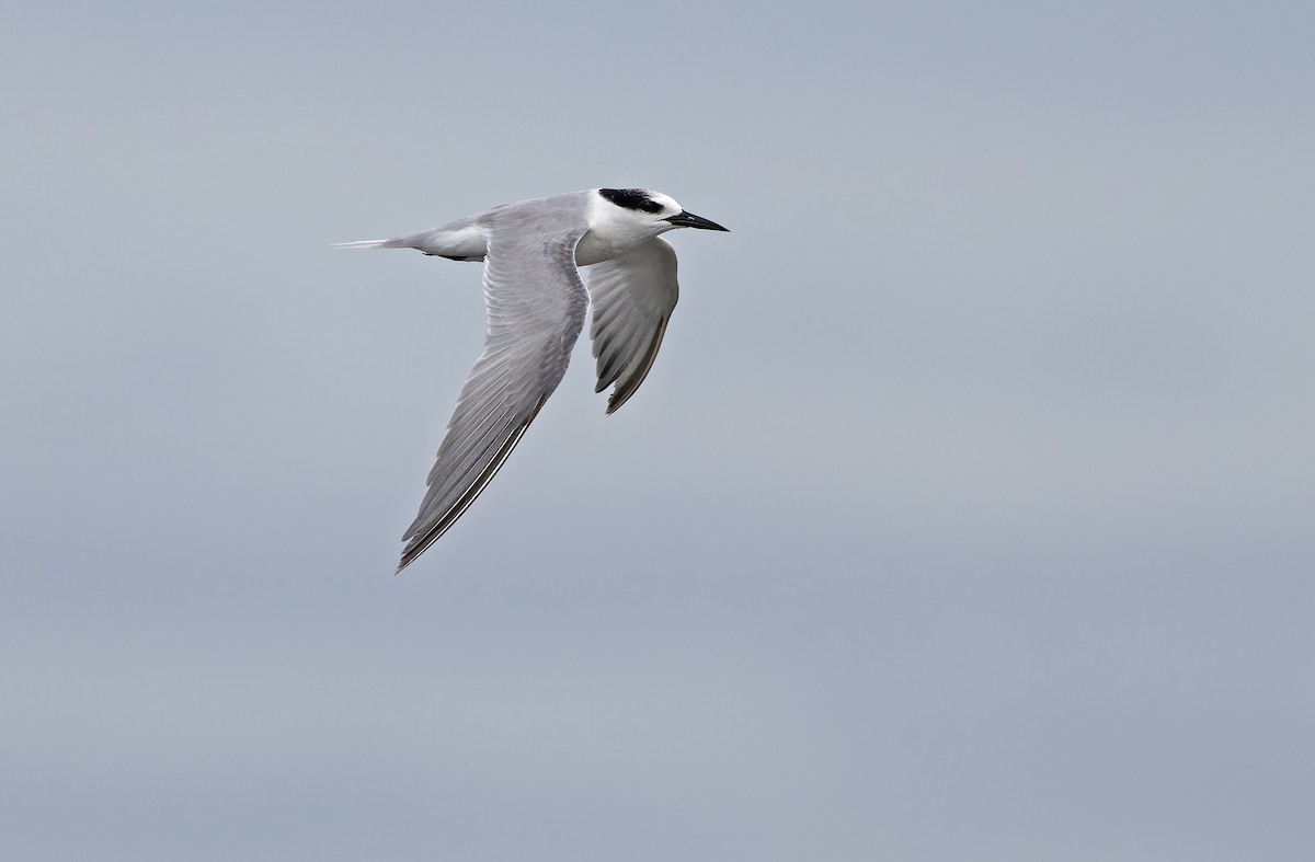 Zwergseeschwalbe - ML646780246