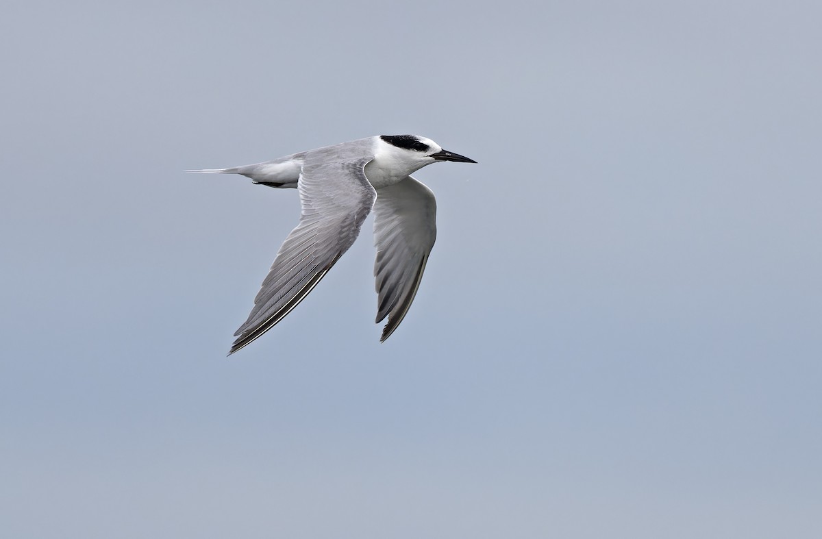 Zwergseeschwalbe - ML646780247