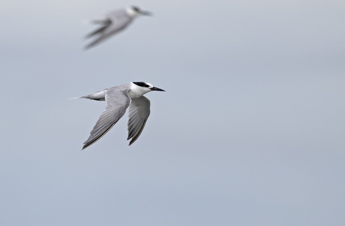 Zwergseeschwalbe - ML646780248