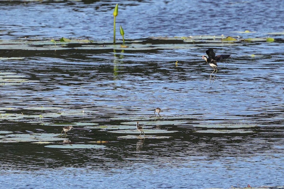 Шлемоносная якана - ML646780250