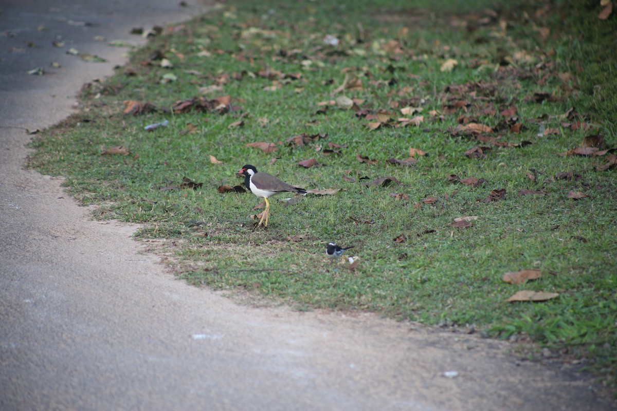 Red-wattled Lapwing - ML646780262