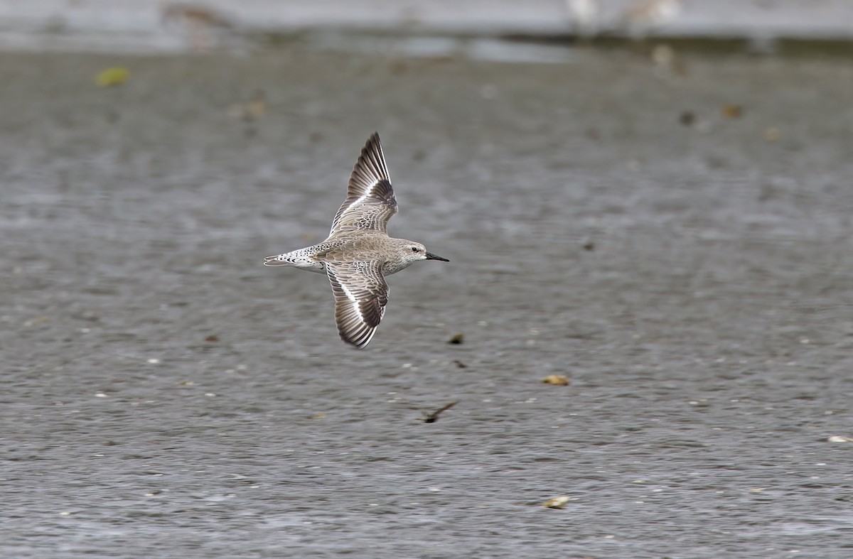 Red Knot - ML646780264