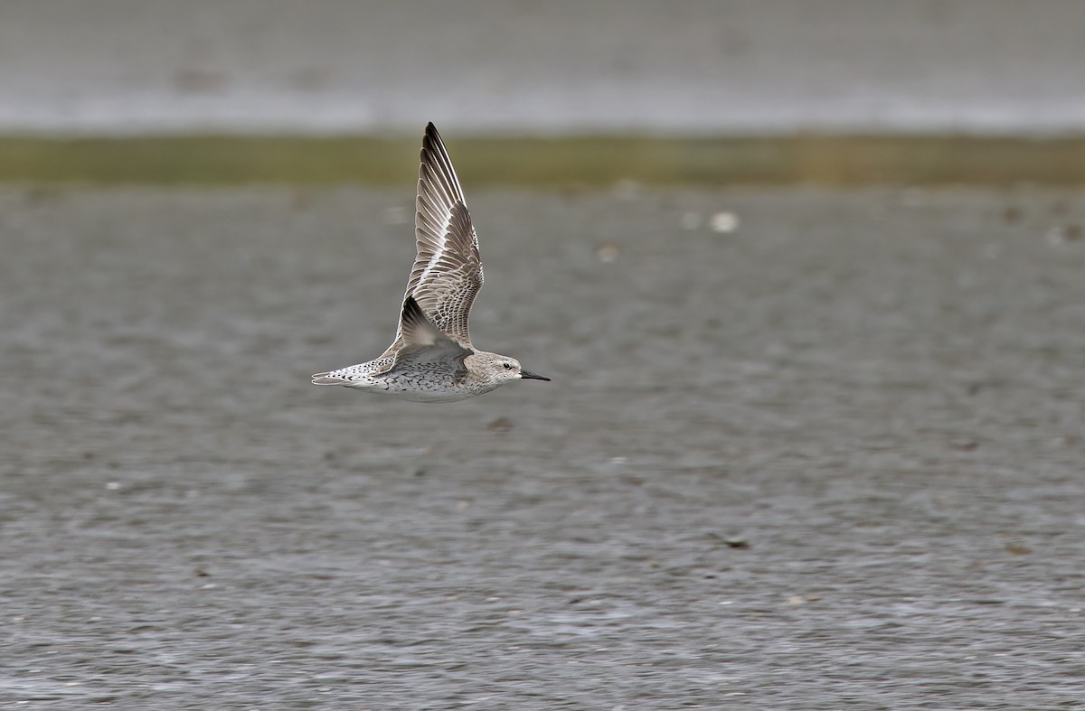 Red Knot - ML646780265