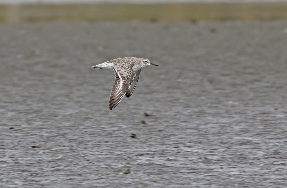 Red Knot - ML646780266