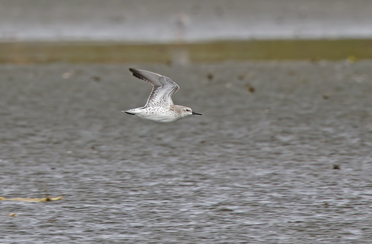 Red Knot - ML646780267