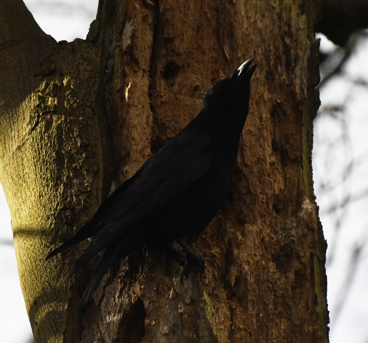 Carrion Crow (Western) - ML646780268