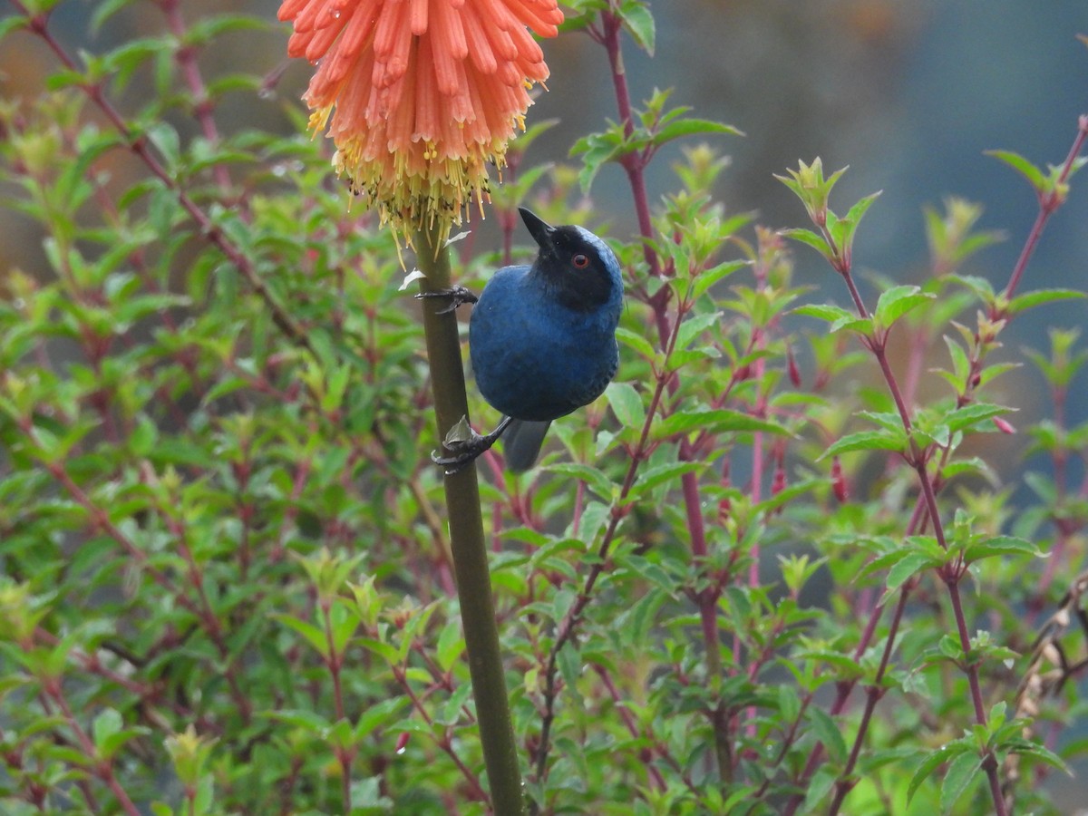 Masked Flowerpiercer - ML646780269