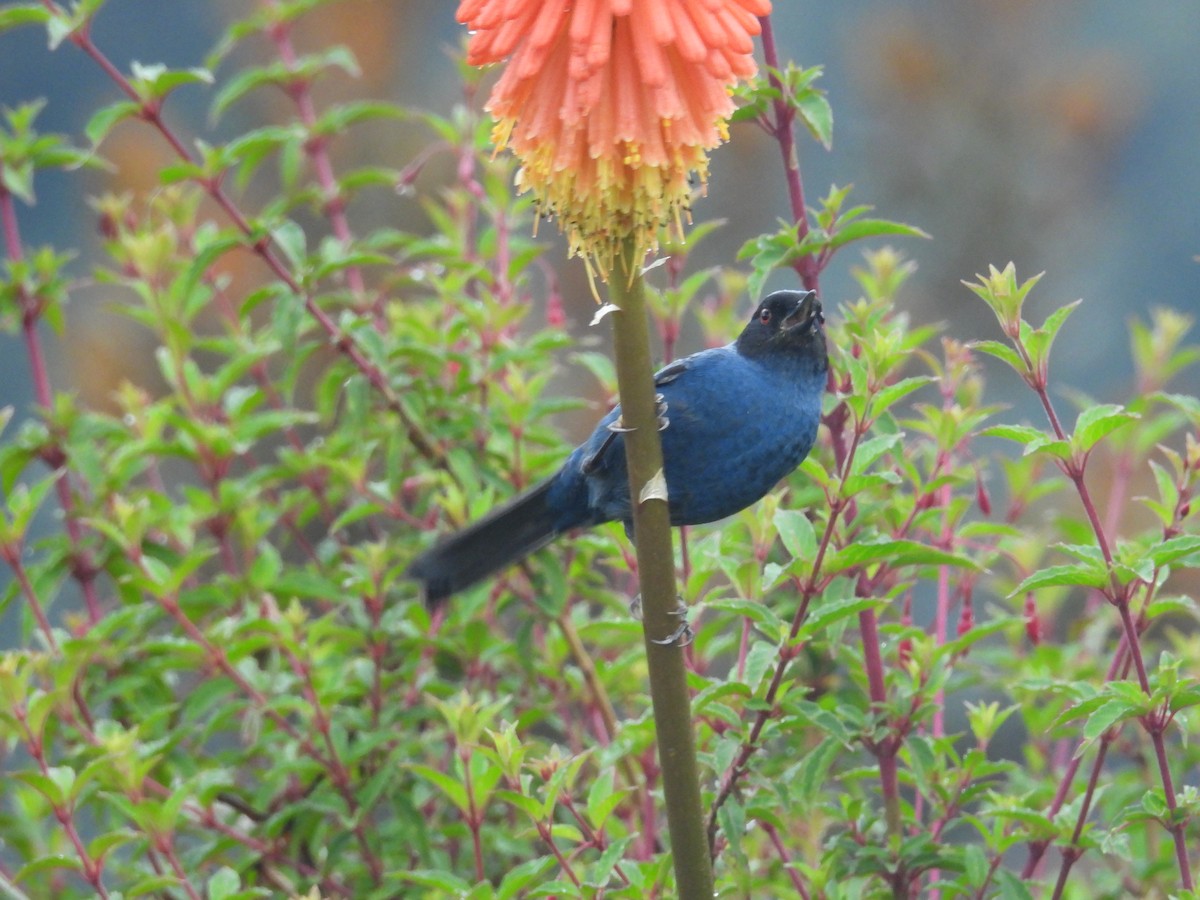 Masked Flowerpiercer - ML646780270