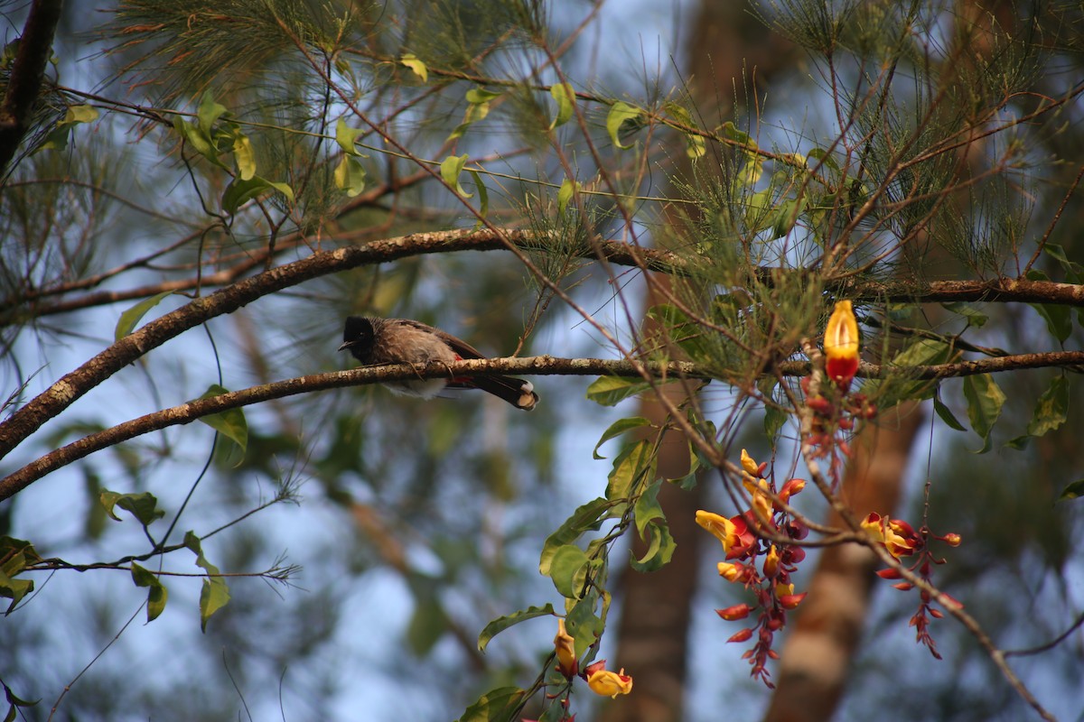 Red-vented Bulbul - ML646780271