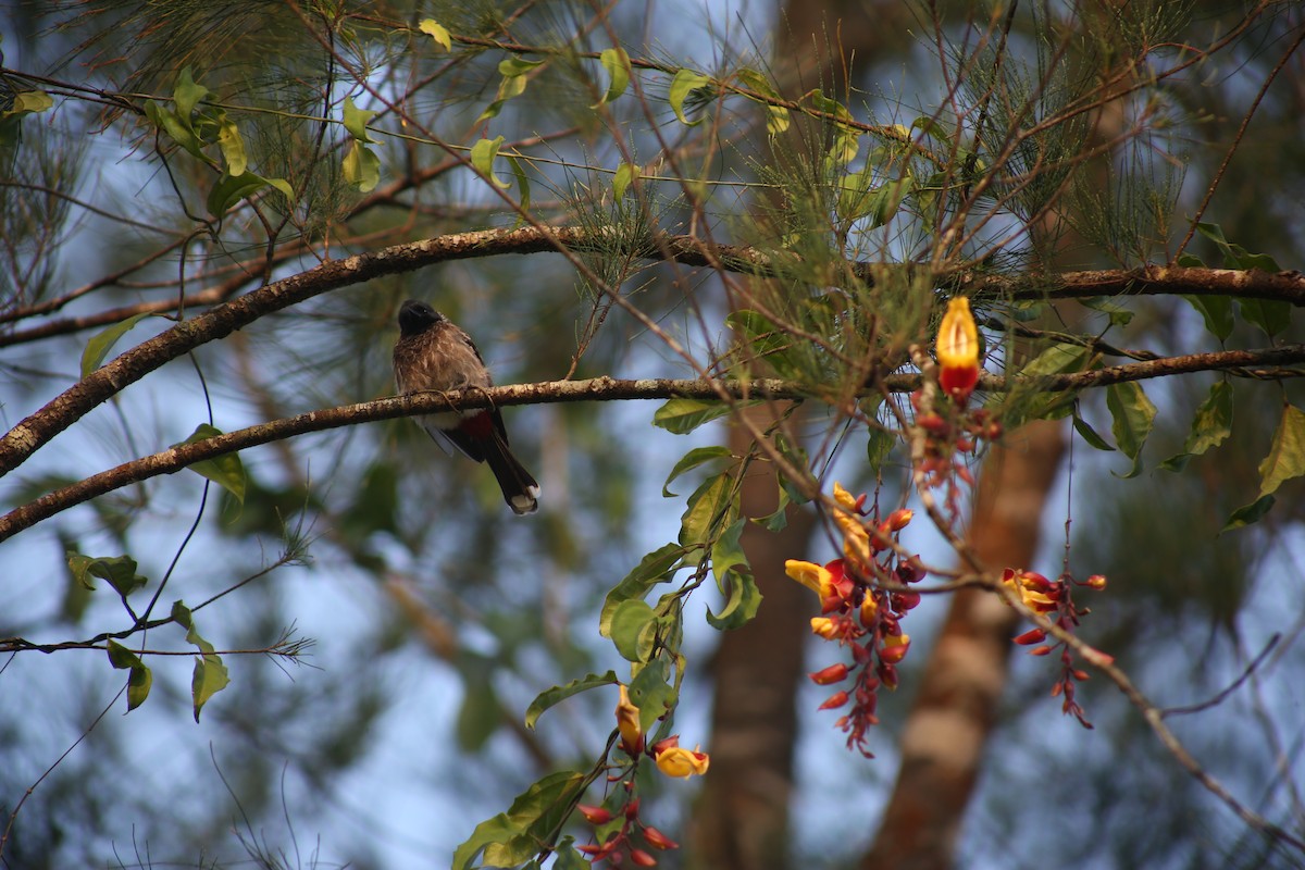 Red-vented Bulbul - ML646780272