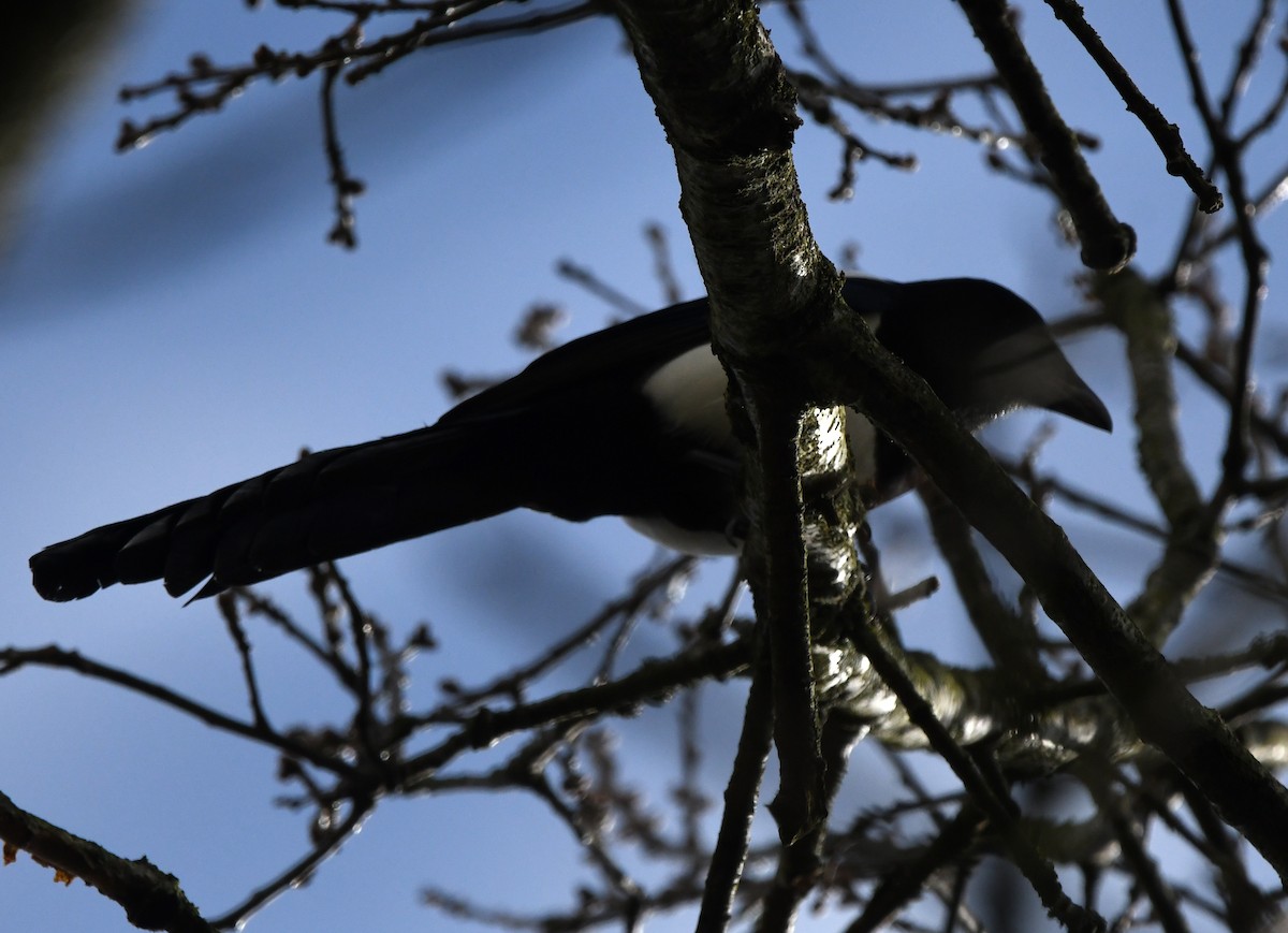 Eurasian Magpie (Eurasian) - ML646780273