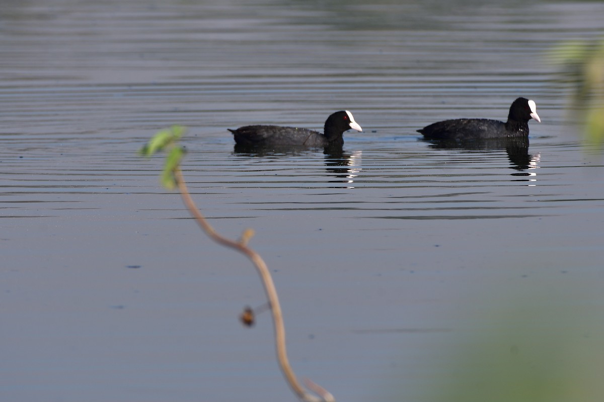Eurasian Coot - ML646780274