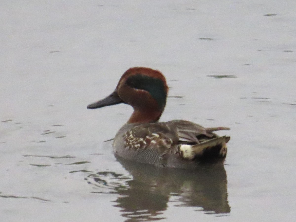 Green-winged Teal - ML646780276
