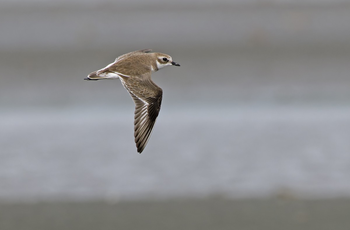Tibetan Sand-Plover - ML646780277