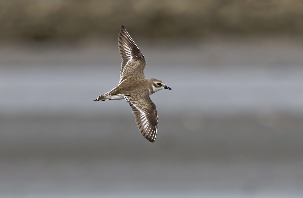 Tibetan Sand-Plover - ML646780278