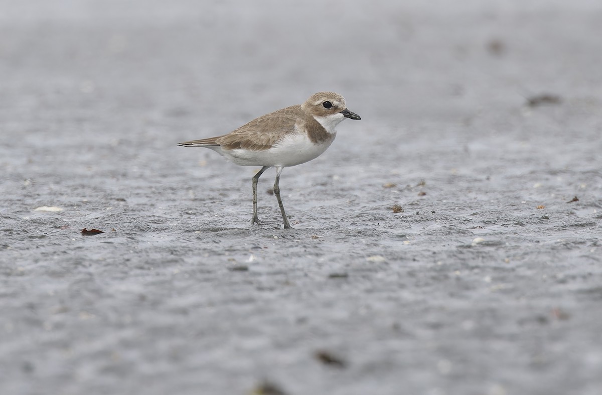 Siberian Sand-Plover - ML646780279