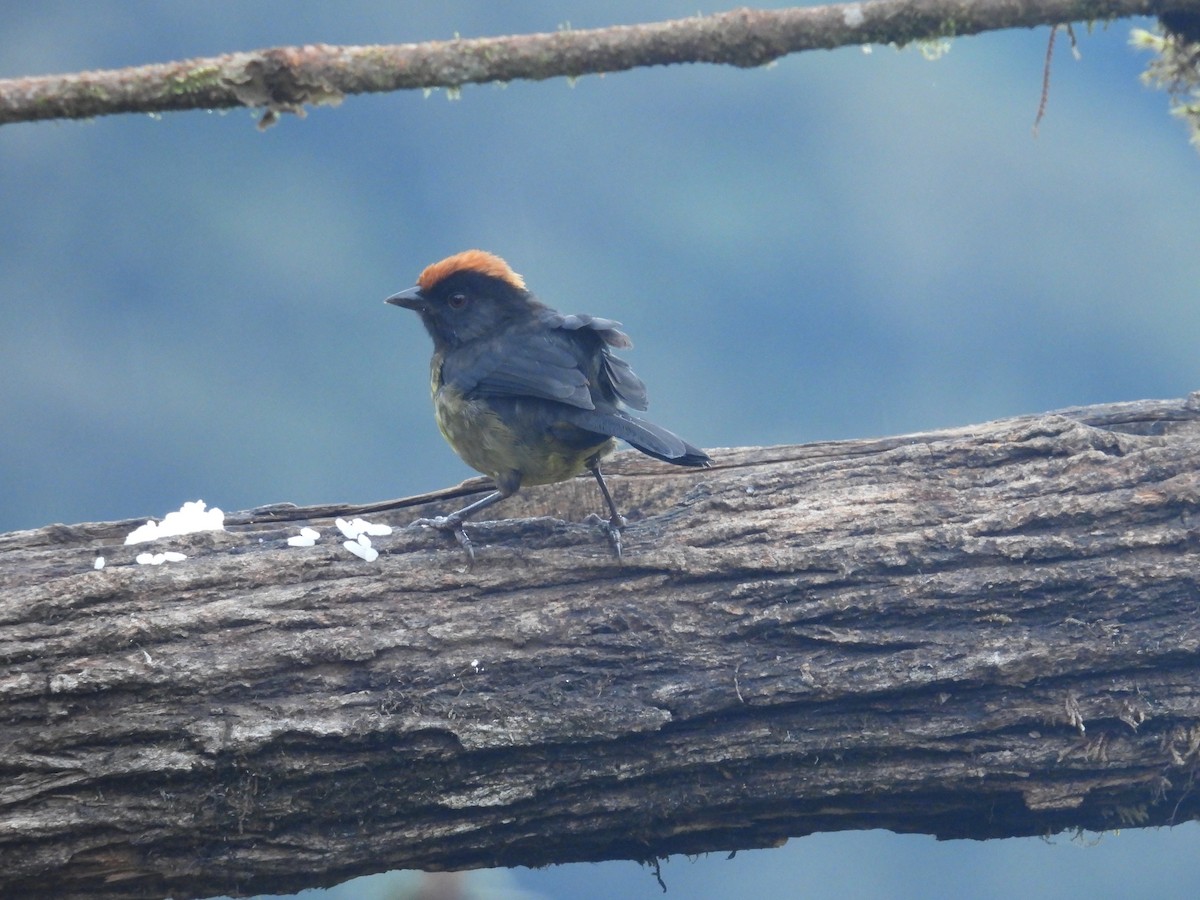 Black-faced Brushfinch - ML646780280