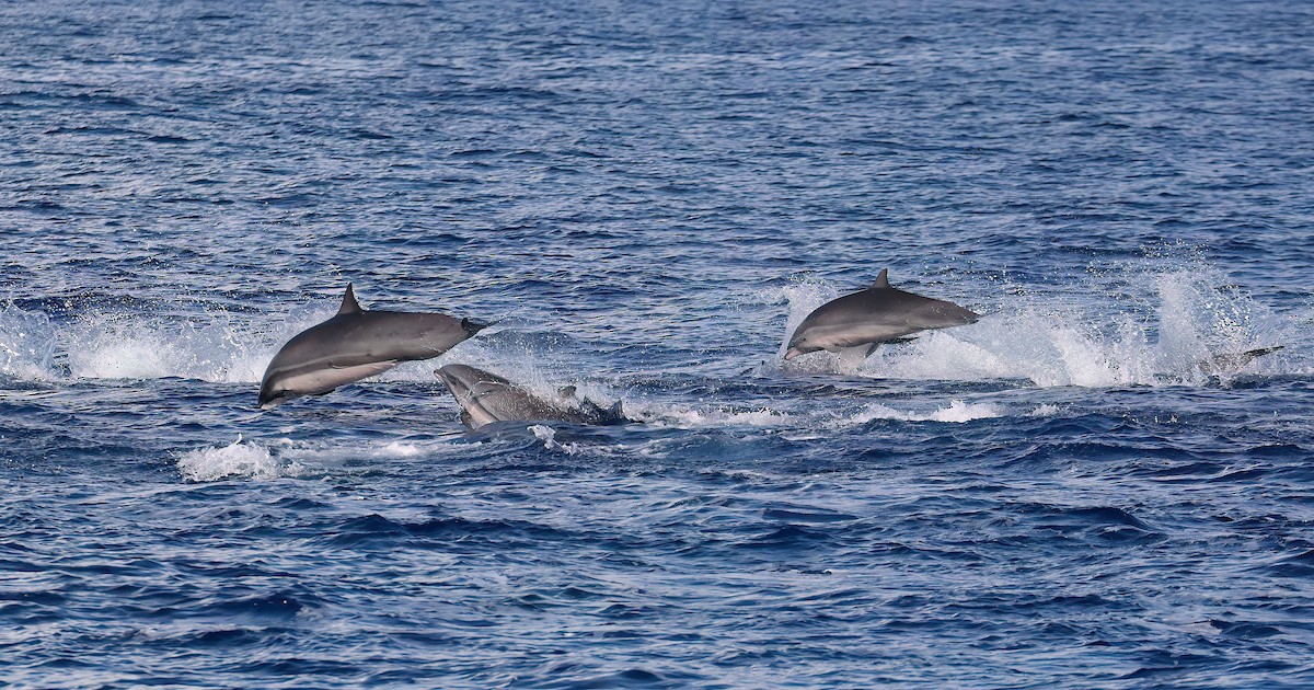 Animaux - ML646780281