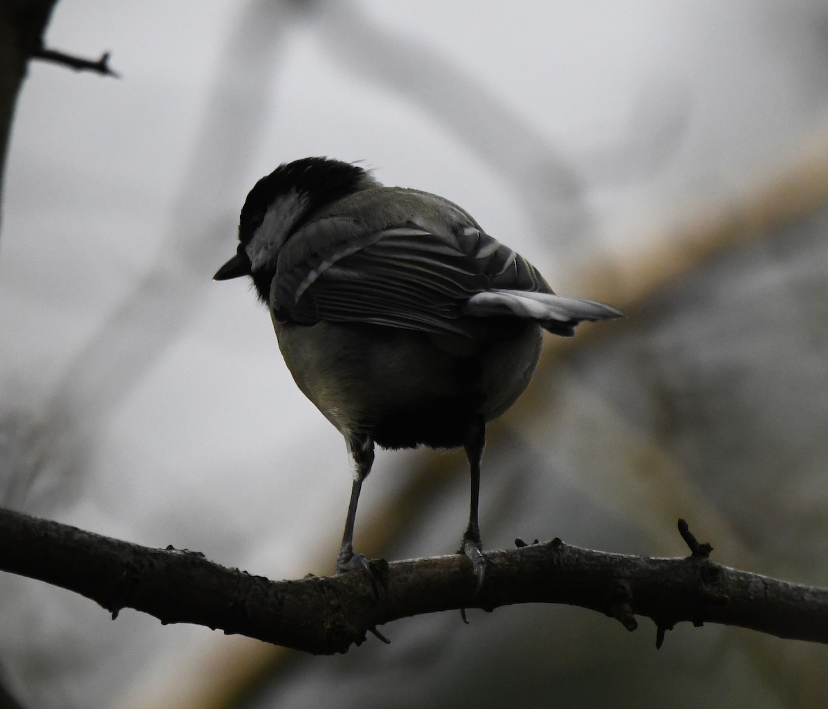 Great Tit (Great) - ML646780282
