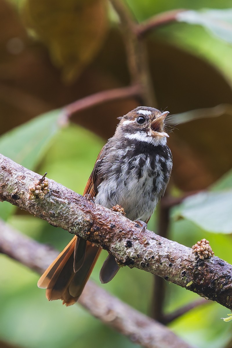 セラムオウギビタキ - ML646780283