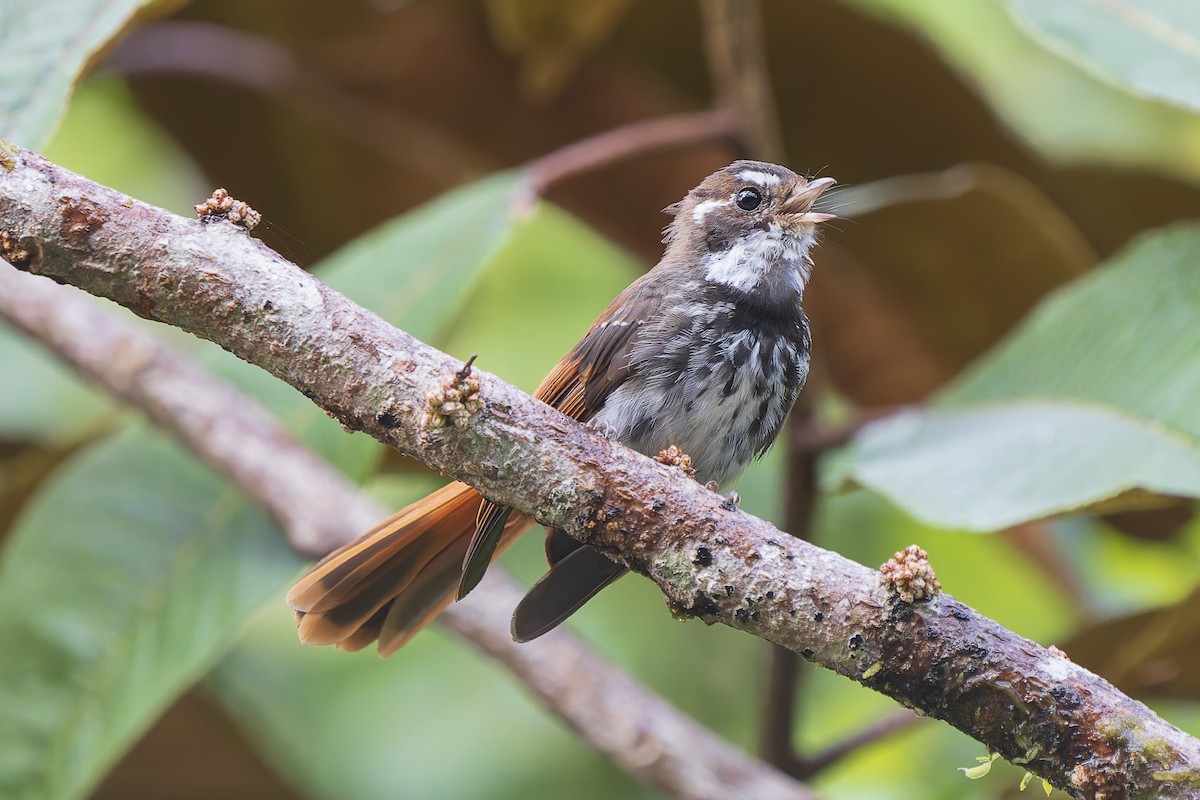 Rhipidure de Céram - ML646780284